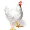 chickenguy12375
