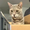 @mochithebengal