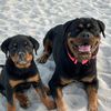 rottiekings