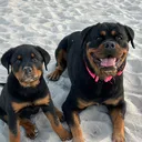 @rottiekings