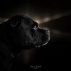 staffbull_family