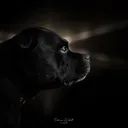 @staffbull_family