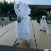 pov_corndog
