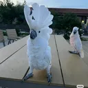 @pov_corndog