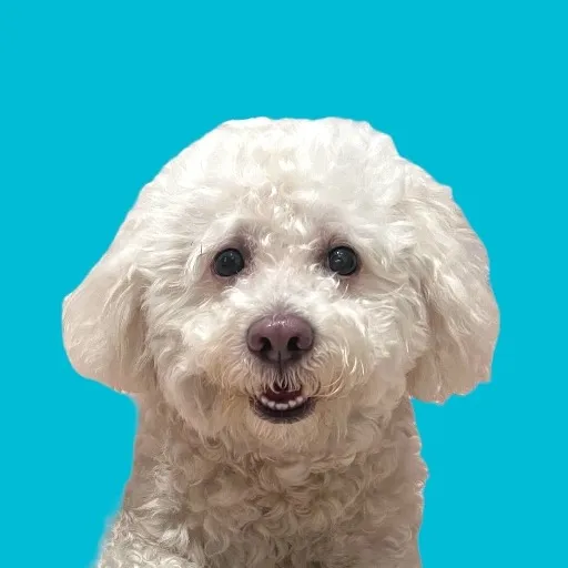 itsmecocothepoodle