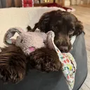 @honey_the_show_cocker