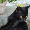 wasilove529