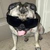 pippaisapug
