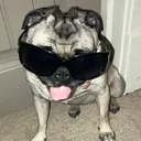 @pippaisapug