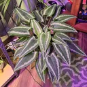 @bigegoplants