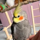 @cute.bibi.cockatie