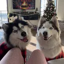 @winnie.and.wookie