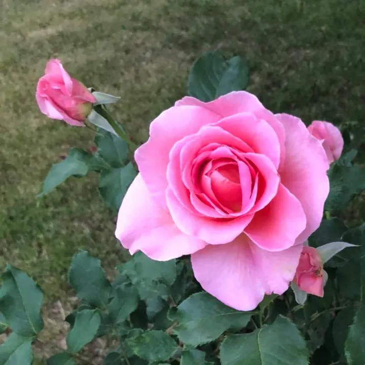@butterflies8l8