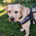 @servicepupmilo