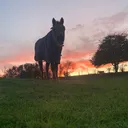 @horses_594