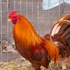 sundowngamefarm
