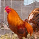 @sundowngamefarm
