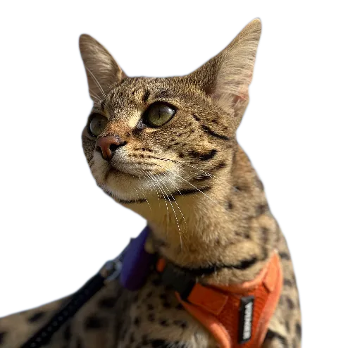 dickeykot