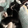 yourmoms.pillow