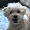 he.was.a.poodleboi