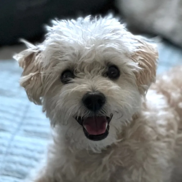 he.was.a.poodleboi