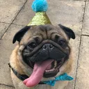 @pugletsinthepeaks