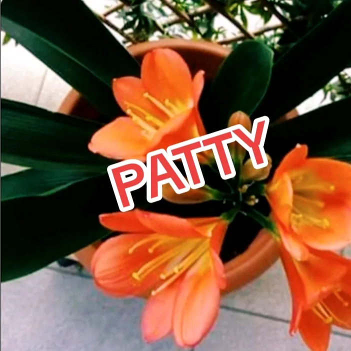 numero1patty