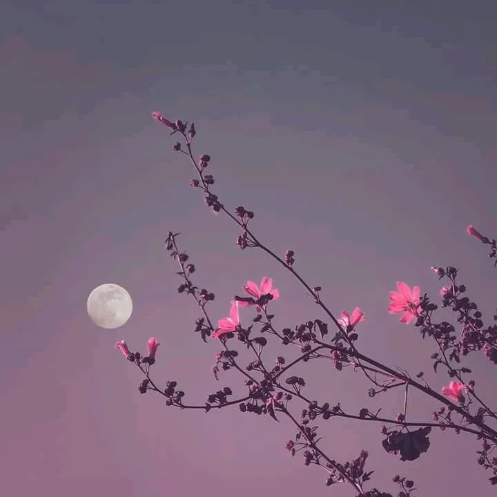 @user985790423
