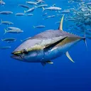 @fishing9893