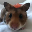 @pnutthehammyy