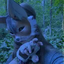 @wolfrat.xp