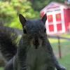 dreamplantsquirrel
