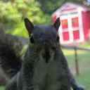 @dreamplantsquirrel