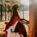 @amazingrazinggoats