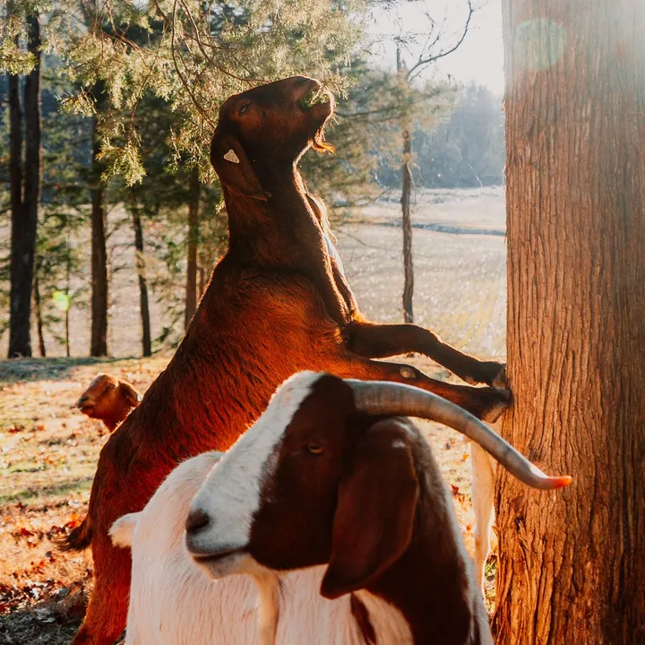 @amazingrazinggoats