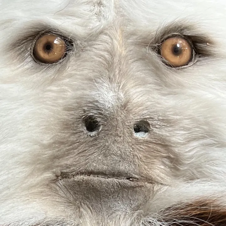 morgan.howls