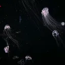 @xarst8_