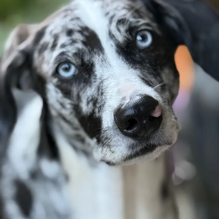 pawfect_matches