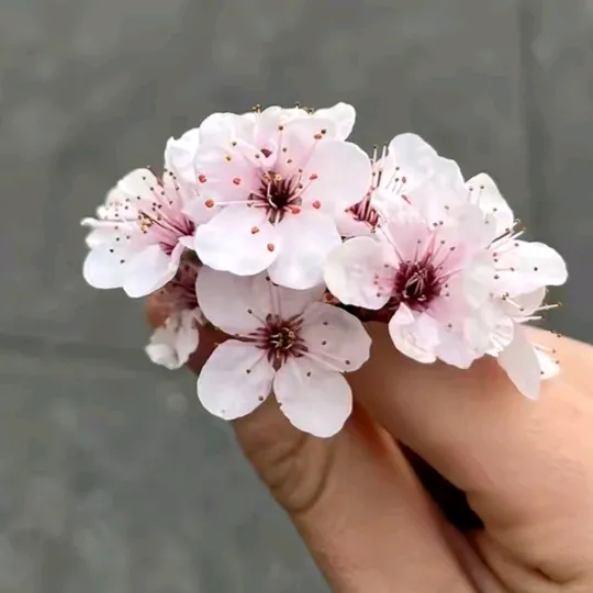 @lola_btg