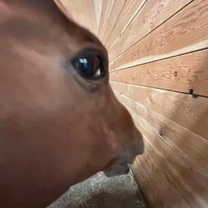 @horizonfan