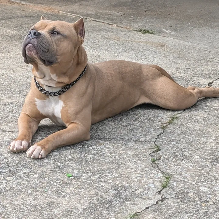all.in.bully