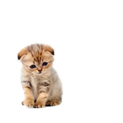 @burgercat15