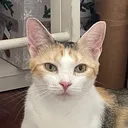 @thecatmona