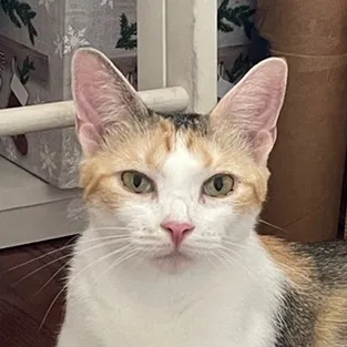 thecatmona