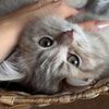 smokycat25
