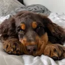 @cockerspanieltoby
