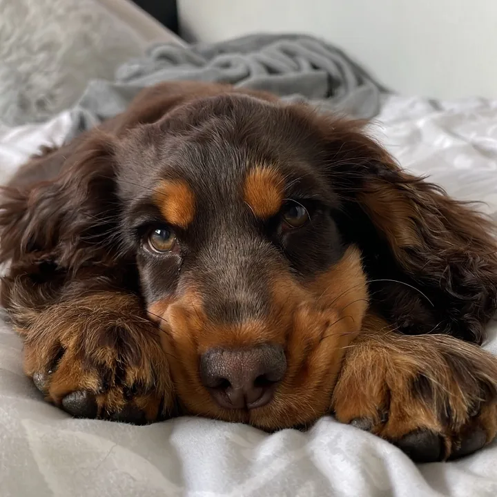 cockerspanieltoby
