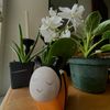 queenbeans_plants