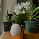 @queenbeans_plants