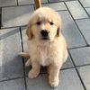 rigatoni_thegolden